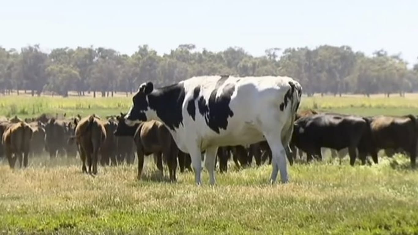 Herausragend: Ochse "Knickers" mit einer Rinderherde auf der Weide.