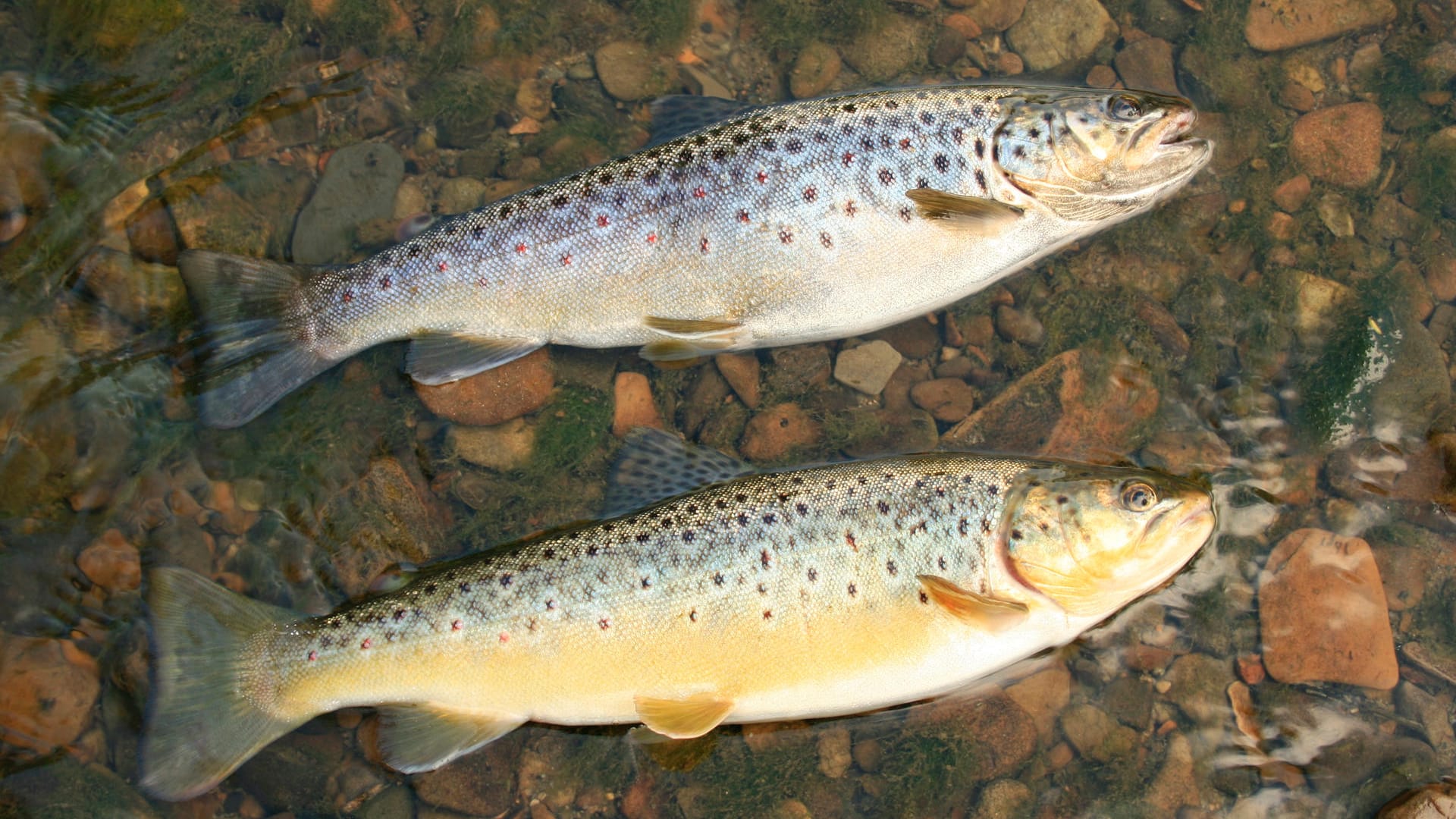 Forellen: Die Fische leben – je nach Art – in Seen, Bächen und auch im Meer.