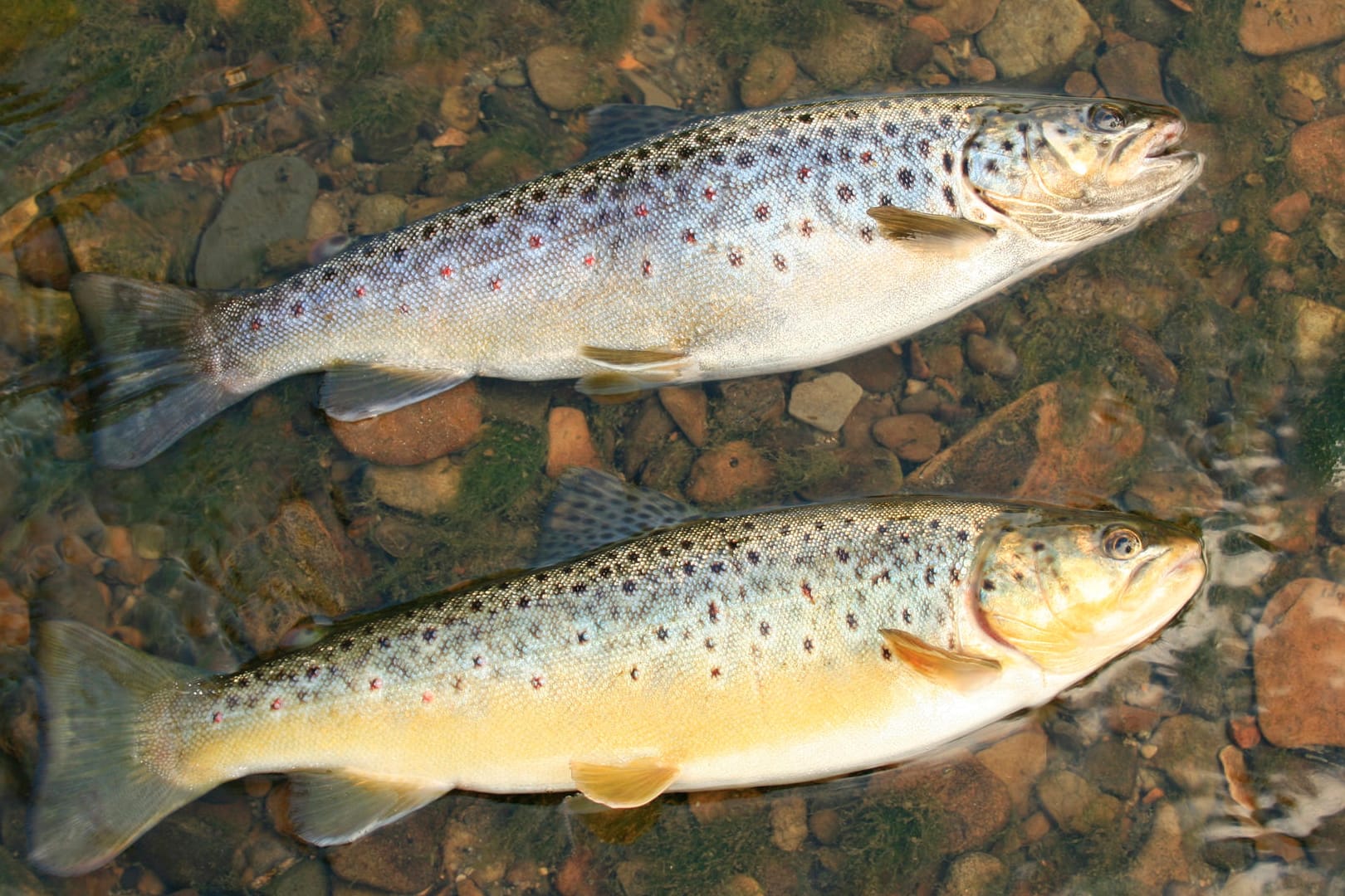 Forellen: Die Fische leben – je nach Art – in Seen, Bächen und auch im Meer.