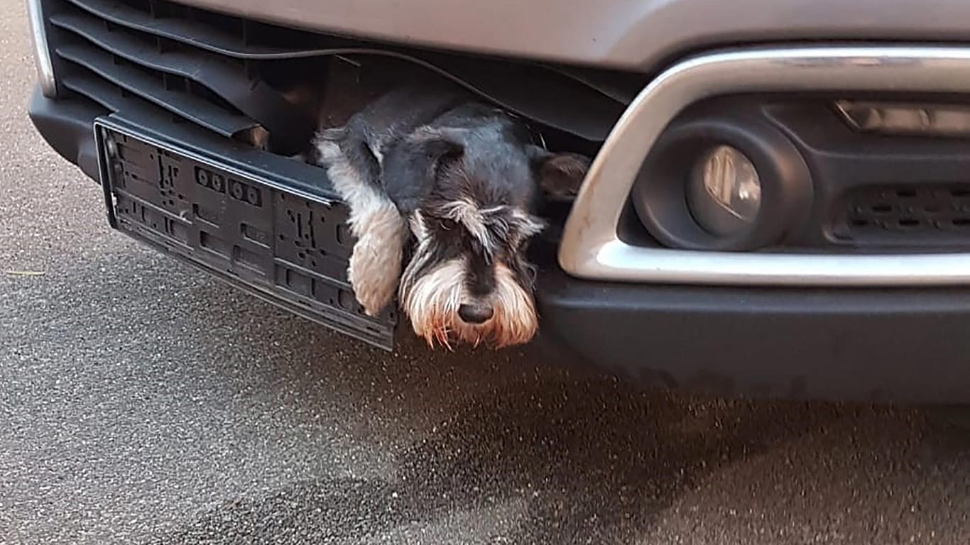 Der Zwergschnauzer Tero eingeklemmt im Kühlergrill eines Autos: Der Hund überlebte die Stunden unbeschadet und konnte seiner Besitzerin zurückgegeben werden.