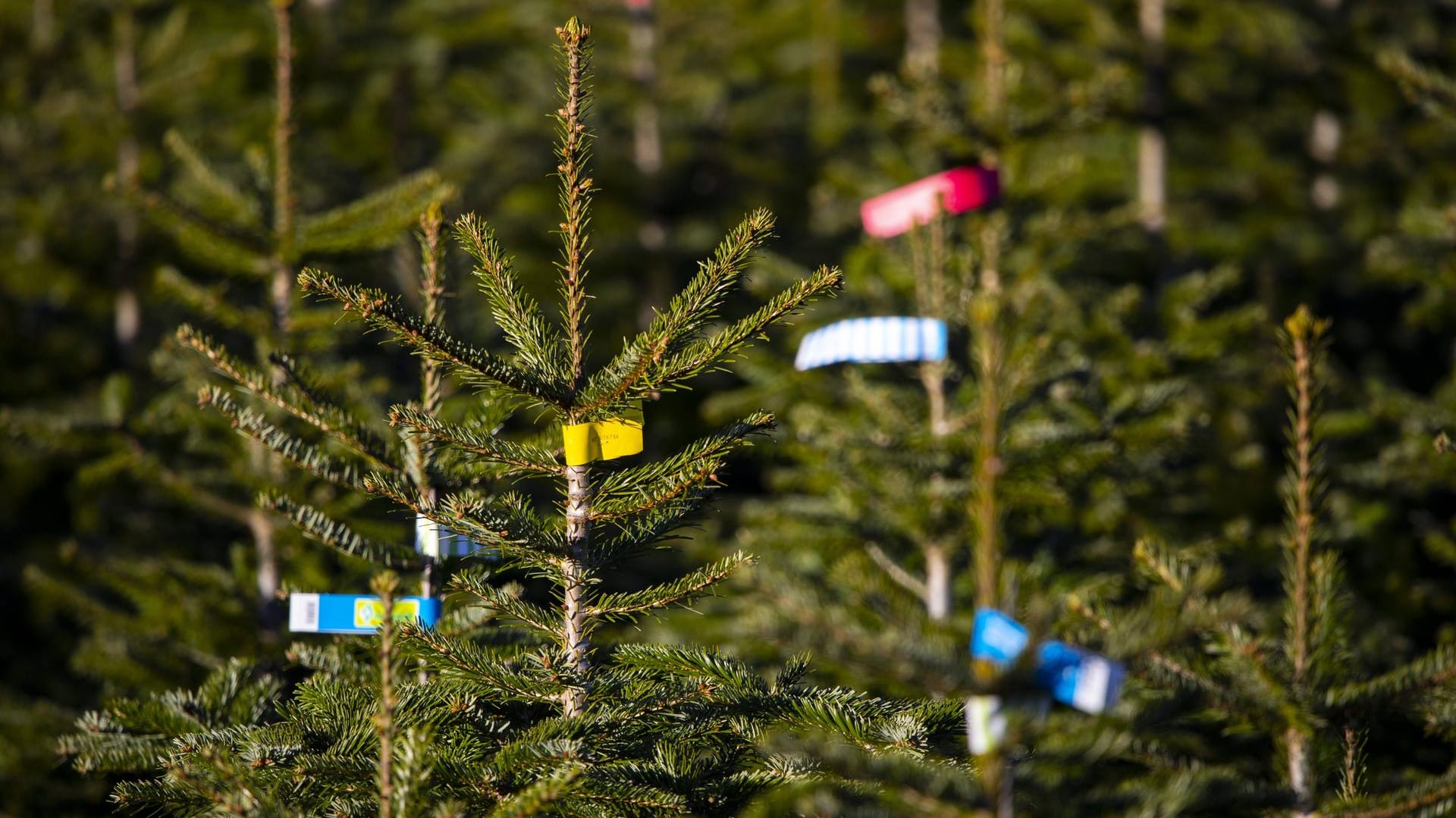 Weihnachtsbäume: Auf einem Lkw haben die Tannen plötzlich Feuer gefangen. (Symbolbild) Weihnachtsbäume: Auf einem Lkw haben die Tannen plötzlich Feuer gefangen. (Symbolbild)
