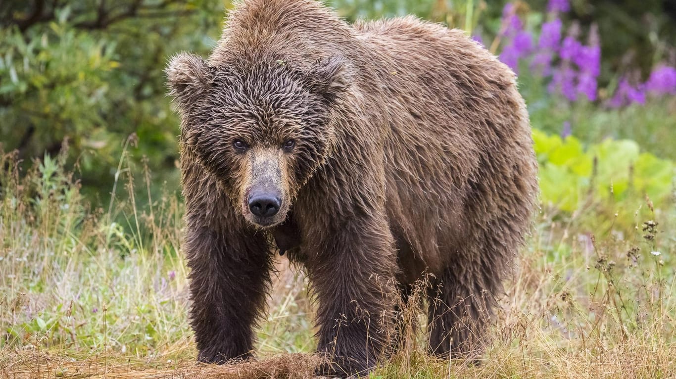 Ein Grizzlybär (Symbolbild): Ein Bär hat in Kanada eine 37-jährige Frau und ihr Baby getötet.