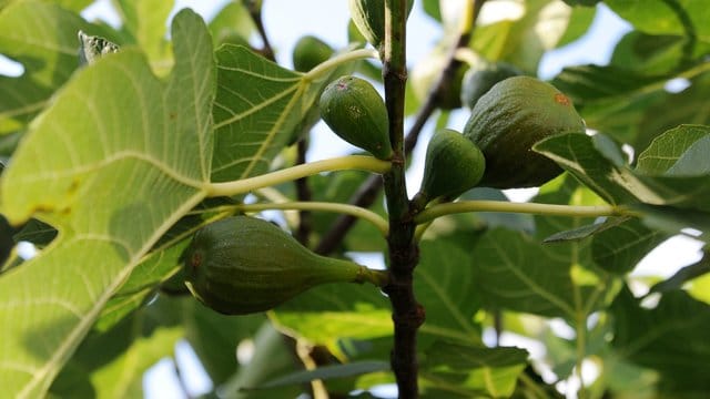 Die Feige ist das erste Gewächs, das nach allgemeinen Bezeichnungen wie Gras, Kraut und Bäumen konkret in der Schöpfungsgeschichte genannt wird.