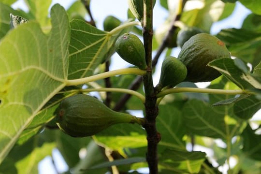 Die Feige ist das erste Gewächs, das nach allgemeinen Bezeichnungen wie Gras, Kraut und Bäumen konkret in der Schöpfungsgeschichte genannt wird.