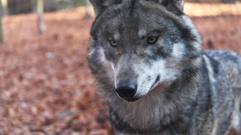 Ein Wolf im Tiergehege Hexentanzplatz, Sachsen-Anhalt: In Niedersachsen soll ein Wolf einen Menschen angegriffen haben.