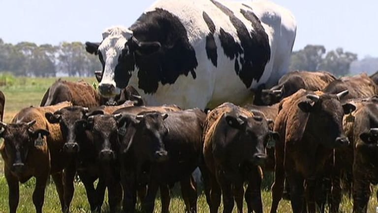 Überragender Ochse: Das Holsteinrind Knickers ist wesentlich größer als seine Artgenossen.