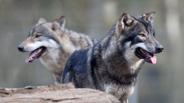 Wölfe in einem Wildpark.