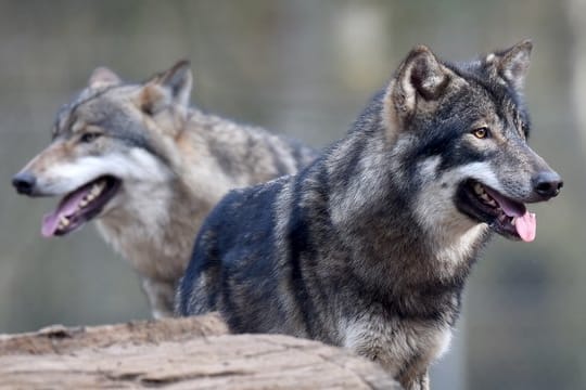 Wölfe in einem Wildpark.