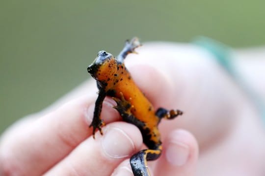 Der Bergmolchist ein typischer Bewohner waldreicher Mittelgebirge, besiedelt aber auch tiefere Lagen Mitteleuropas.