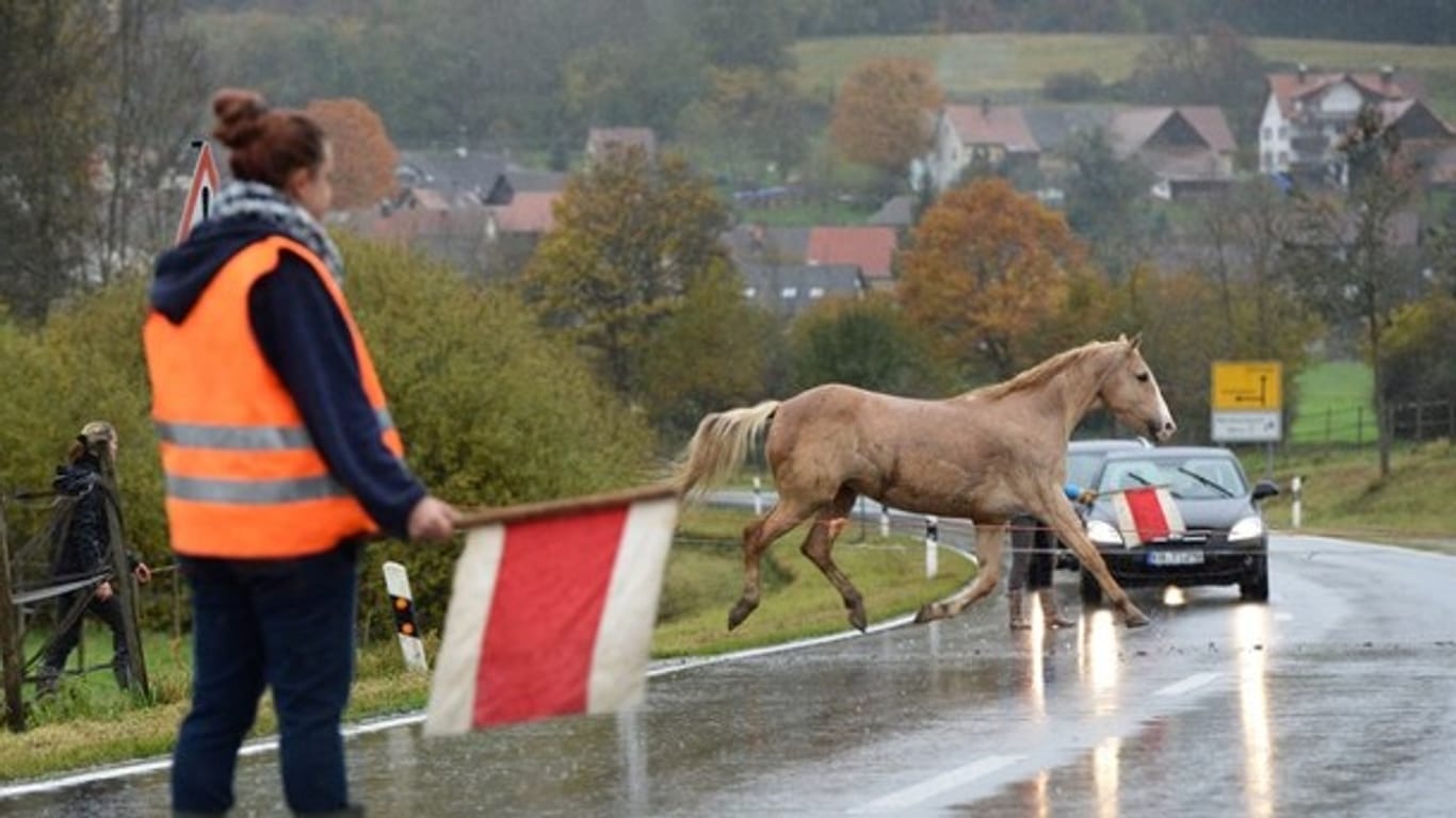 Ein Pferd rennt über eine abgesperrte Straße: Wegen eines entlaufenen Pferdes musste die A3 gesperrt werden.