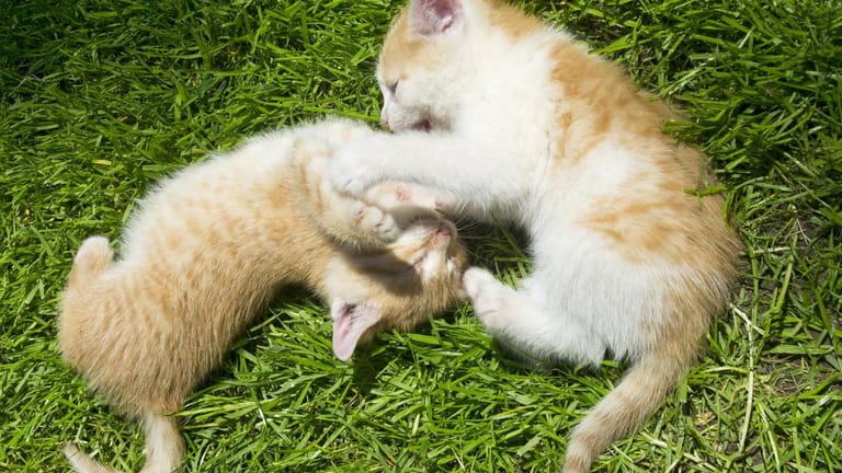 Zwei junge Hauskatzen balgen miteinander