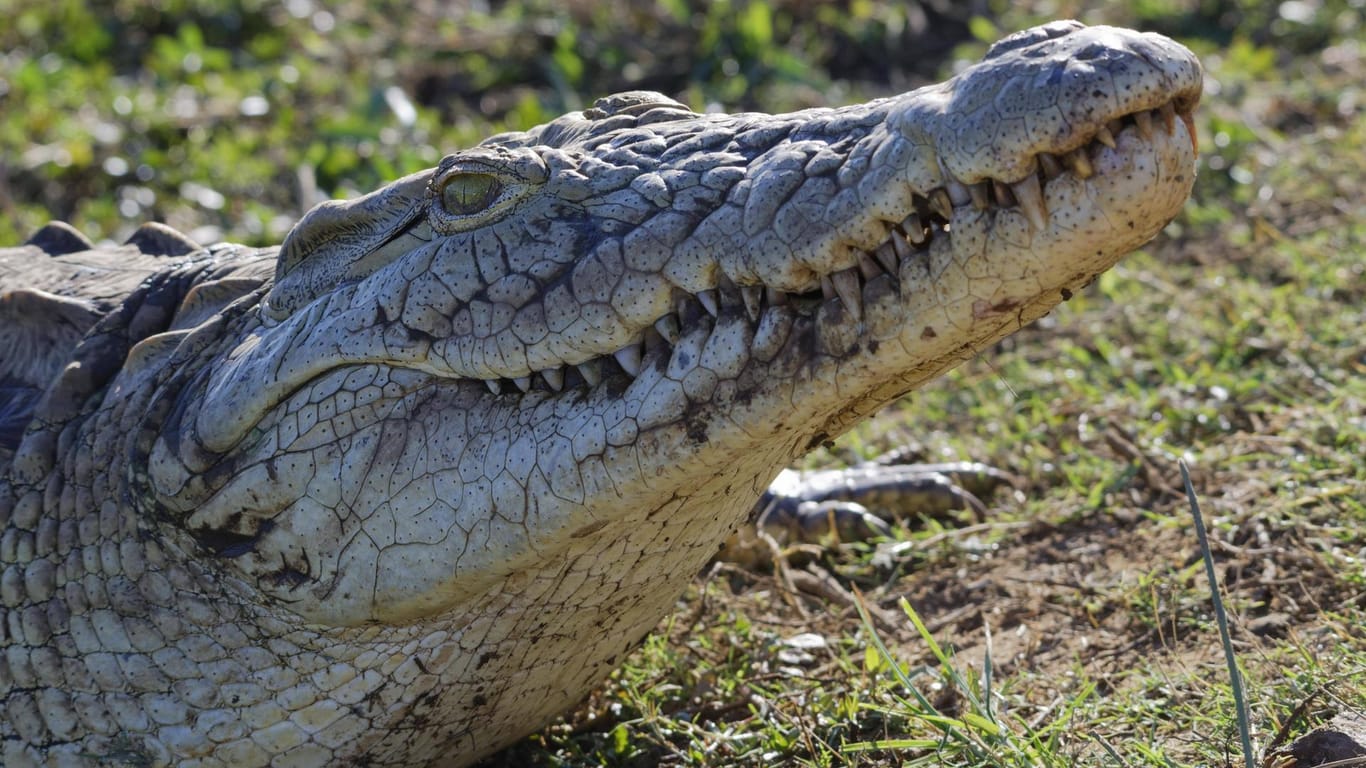 Krokodil: Das eingefangene Tier wurde anschließend in eine Krokodilfarm gebracht.