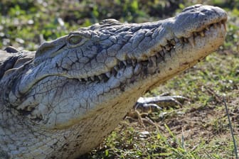 Krokodil: Das eingefangene Tier wurde anschließend in eine Krokodilfarm gebracht.