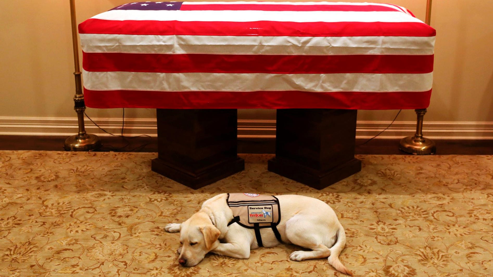 Bushs Hund ruht vor dem Sarg: Bis zu seinem Tode war der Ex-US-Präsident auf die Hilfe des Labradors angewiesen.