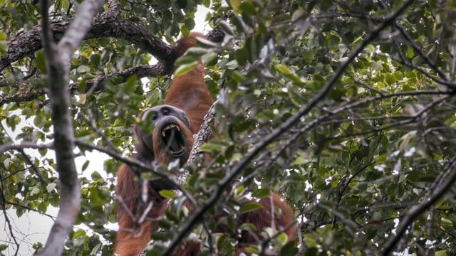 Extrem scheu: Der Tapanuli-Orang-Utan ist der seltenste Menschenaffe der Welt und vom Aussterben bedroht. Extrem scheu: Der Tapanuli-Orang-Utan ist der seltenste Menschenaffe der Welt und vom Aussterben bedroht.