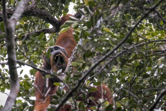 Extrem scheu: Der Tapanuli-Orang-Utan ist der seltenste Menschenaffe der Welt und vom Aussterben bedroht.
