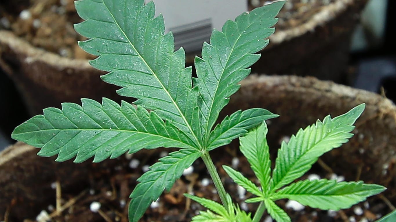 Die Blätter von Cannabis-Pflanzen: Auch die Herstellung von Cannabis soll künftig legal sein. (Archivbild)
