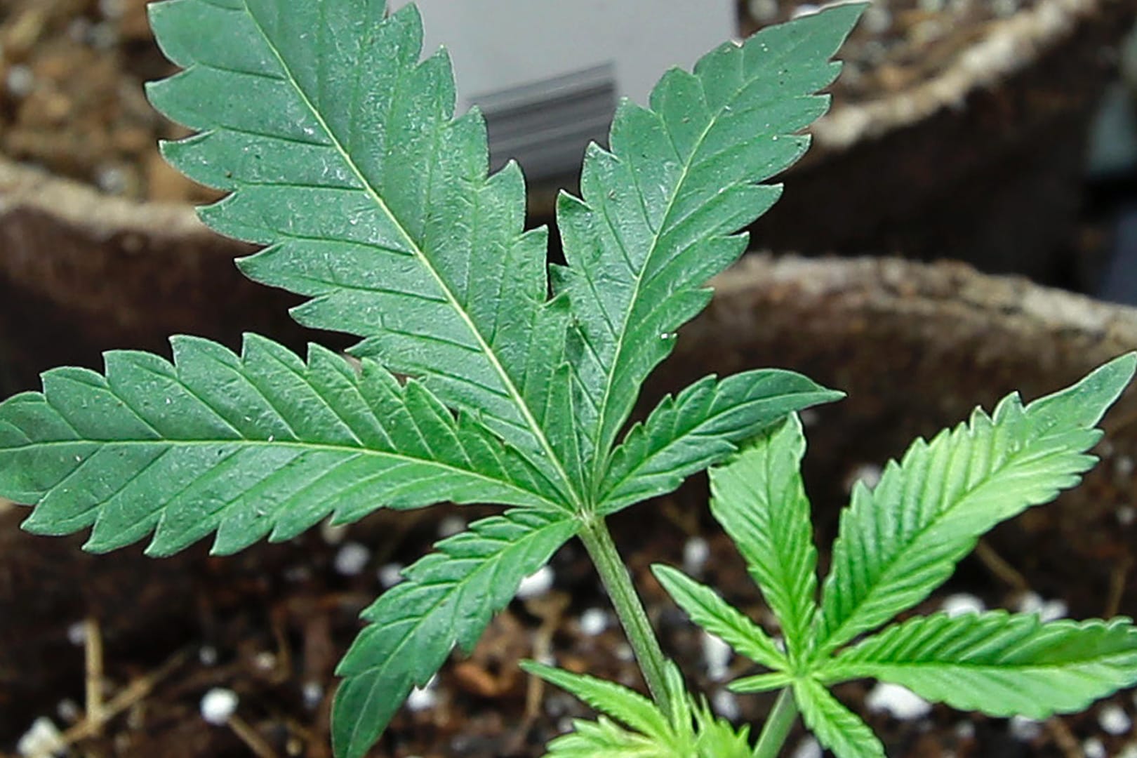 Die Blätter von Cannabis-Pflanzen: Auch die Herstellung von Cannabis soll künftig legal sein. (Archivbild)