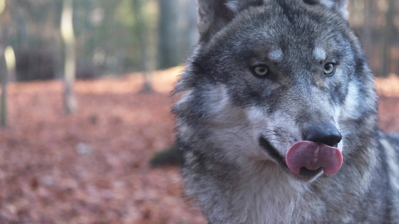 Grauwolf im Tiergehege Hexentanzplatz im Harz: In Deutschland leben aktuell 73 Rudel des Raubtieres.