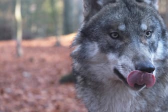 Grauwolf im Tiergehege Hexentanzplatz im Harz: In Deutschland leben aktuell 73 Rudel des Raubtieres.