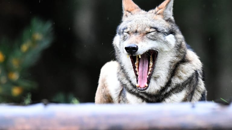 Ein Wolf im Gehege in Schleswig-Holstein: Ob ein Wolf in Niedersachsen einen Menschen angegriffen hat, ist weiter ungeklärt.