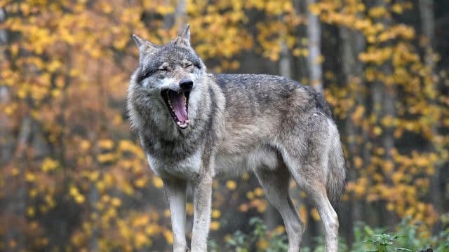 Wolf beißt Mensch? In Steinfeld hat sich dieser Verdacht nicht erhärtet. Wolf beißt Mensch? In Steinfeld hat sich dieser Verdacht nicht erhärtet.