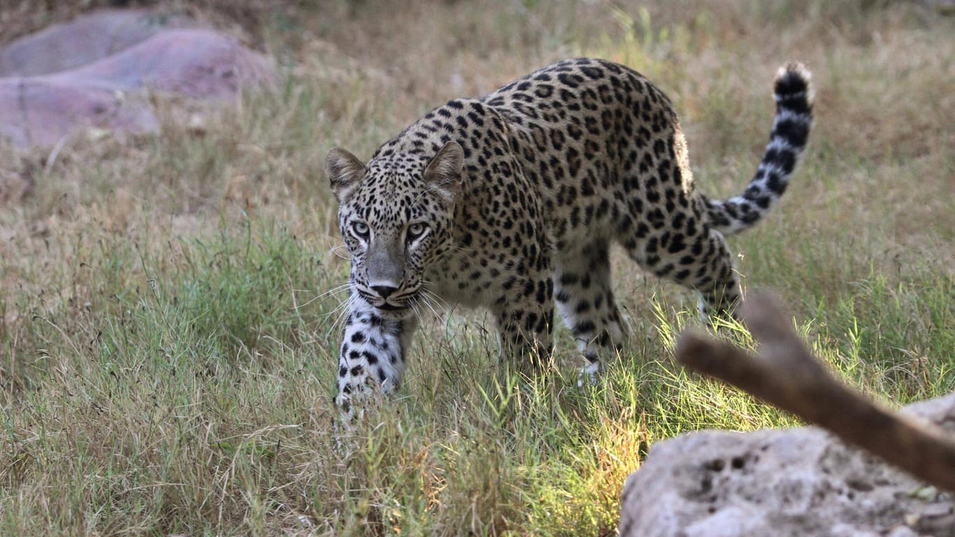 Ein Leopard: In Nepal hat ein Leopard bereits zwei Kinder getötet.