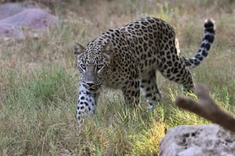 Ein Leopard: In Nepal hat ein Leopard bereits zwei Kinder getötet.