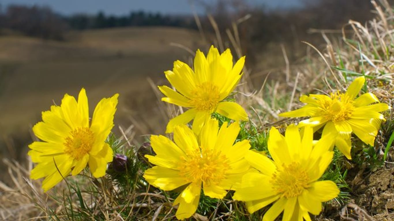 Adonisröschen gehören zu den Wildpflanzen, die in Deutschland auf der Roten Liste gefährdeter Arten stehen.