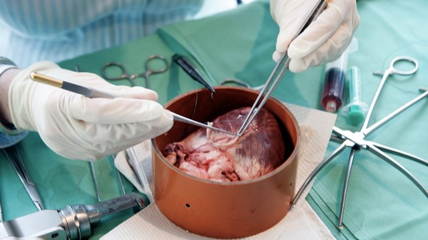 Mit mikrochirurgischen Instrumenten wird an einem Schweineherz in der Uniklinik in Frankfurt am Main operiert.