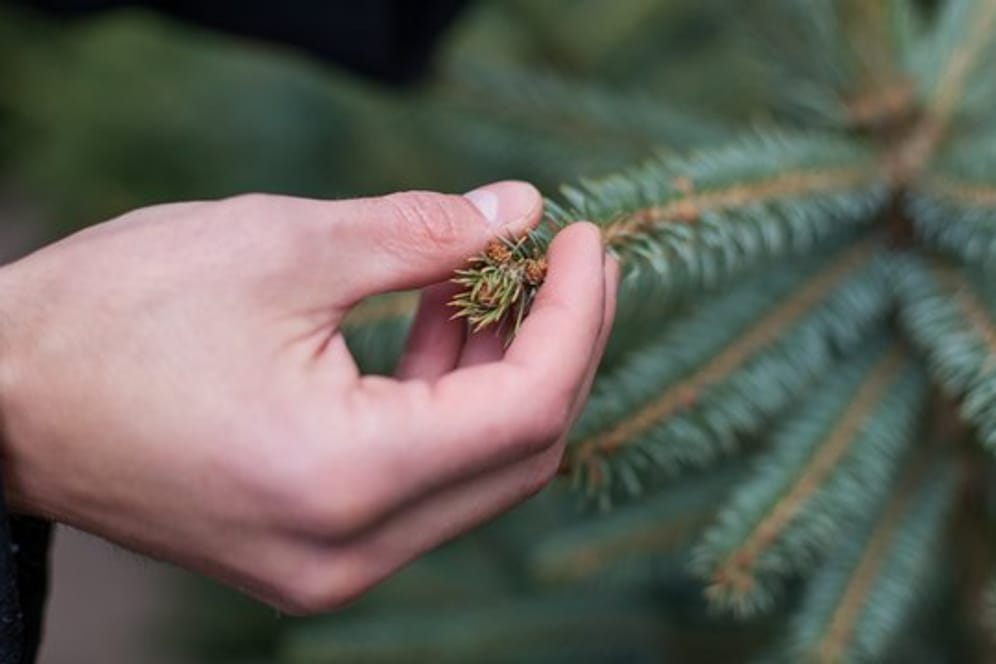 Wie frisch ein Weihnachtsbaum ist, erkennt man an seinen Nadeln: Sie sollten noch glänzen.