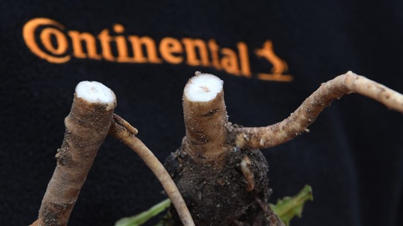 Der Reifenhersteller Continental erforscht in Anklam den russischen Löwenzahn zur Gewinnung von Naturkautschuk für die Reifenherstellung.