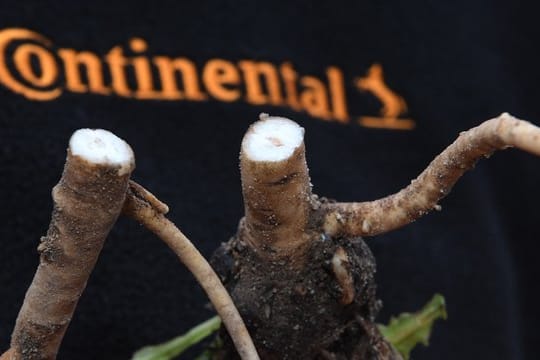 Der Reifenhersteller Continental erforscht in Anklam den russischen Löwenzahn zur Gewinnung von Naturkautschuk für die Reifenherstellung.