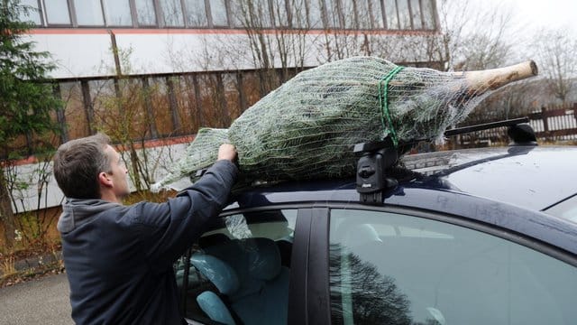 Beim Transport auf dem Dach ist ein Dachträger empfehlenswert, an dem der Baum mit Gurten festgezurrt werden muss. Beim Transport auf dem Dach ist ein Dachträger empfehlenswert, an dem der Baum mit Gurten festgezurrt werden muss.