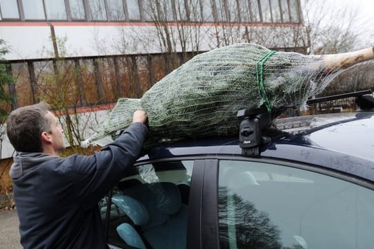 Beim Transport auf dem Dach ist ein Dachträger empfehlenswert, an dem der Baum mit Gurten festgezurrt werden muss.