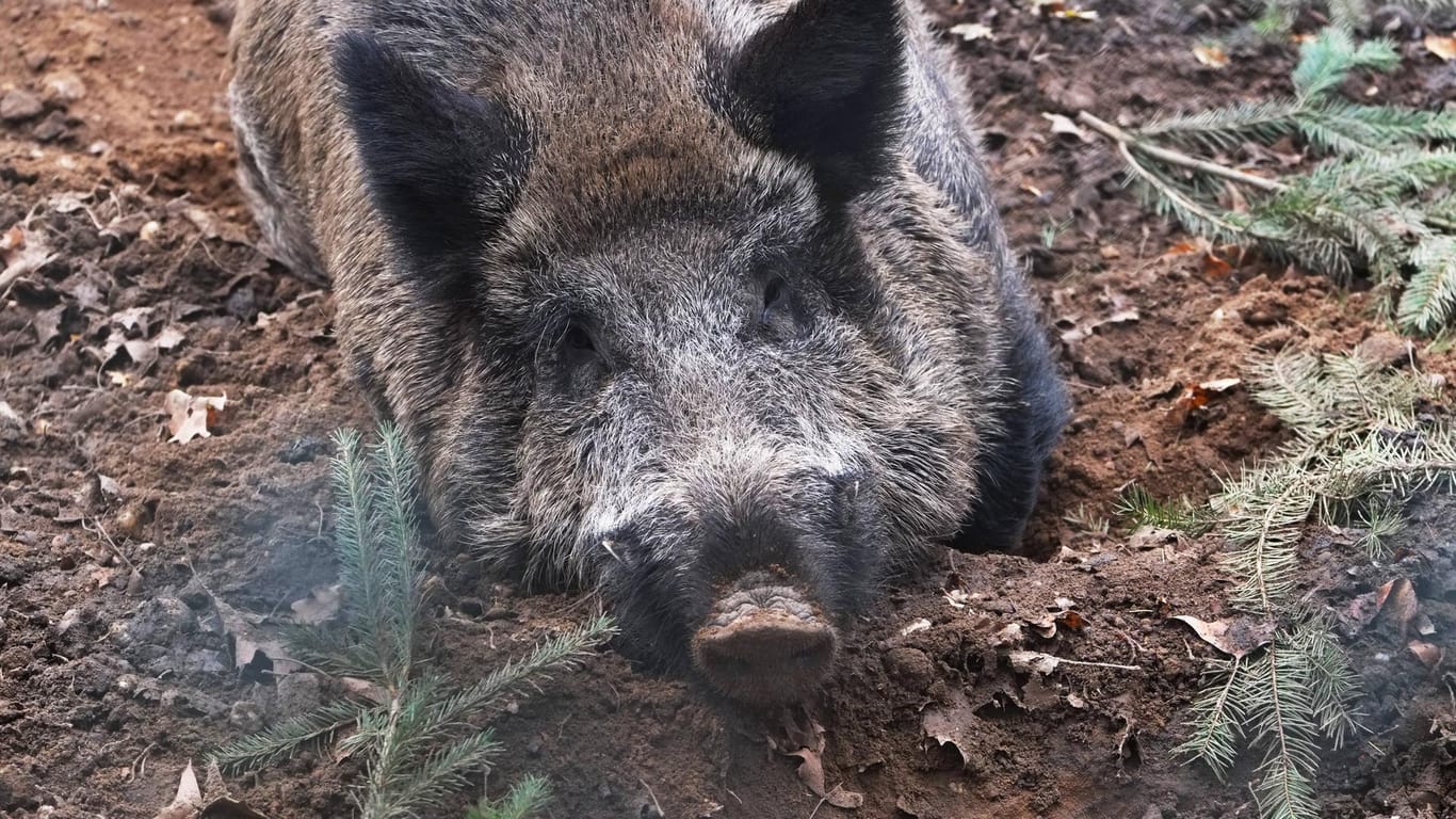 Wildschwein im Tiergehege in Krefeld (Symbolbild): Als hätte das Tier die Ausweglosigkeit seines Angriffs verstanden, ist es noch verschwunden, bevor die Polizei eingetroffen ist.