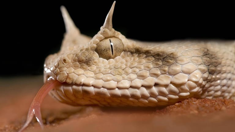 Afrikanische Hornviper Vipera Carastes (Symbolbild): Die teuflischen Hörner der Schlange lassen bereits erahnen, wie giftig ein Biss des Raubtieres ist.