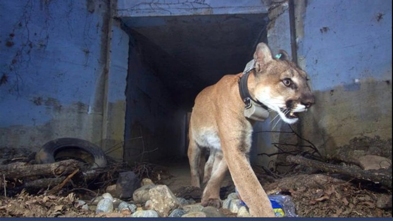 Der Puma "Culvert Cat" bei der Unterquerung eines Highways.