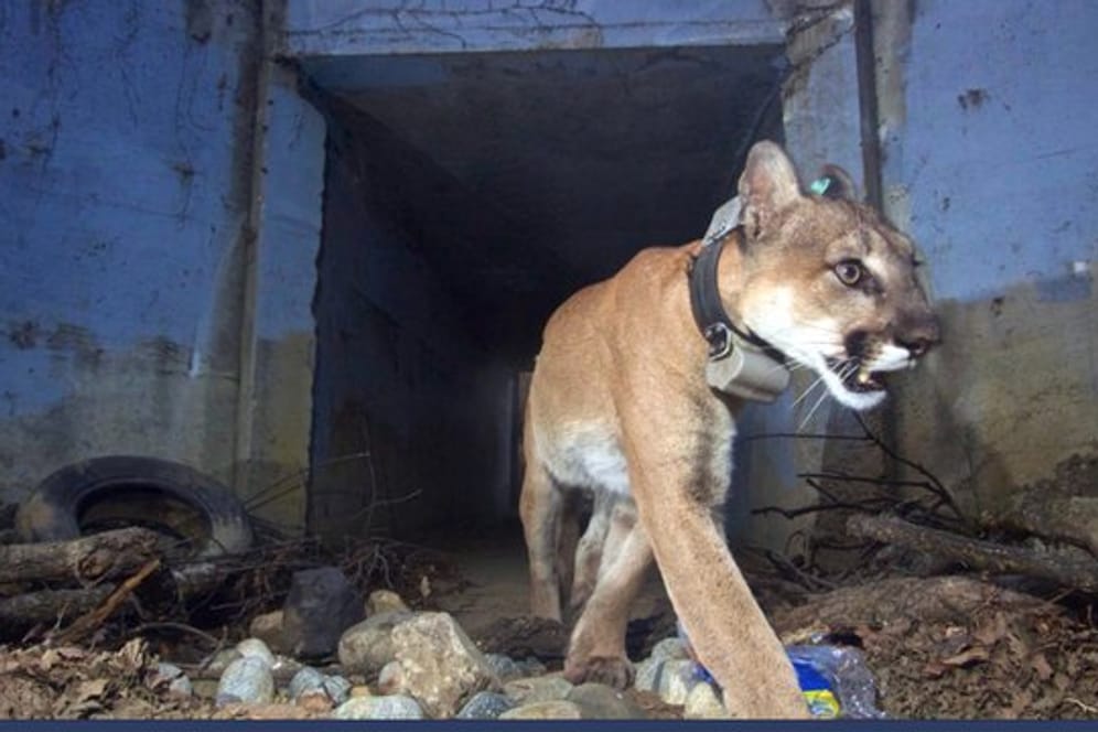 Der Puma "Culvert Cat" bei der Unterquerung eines Highways.