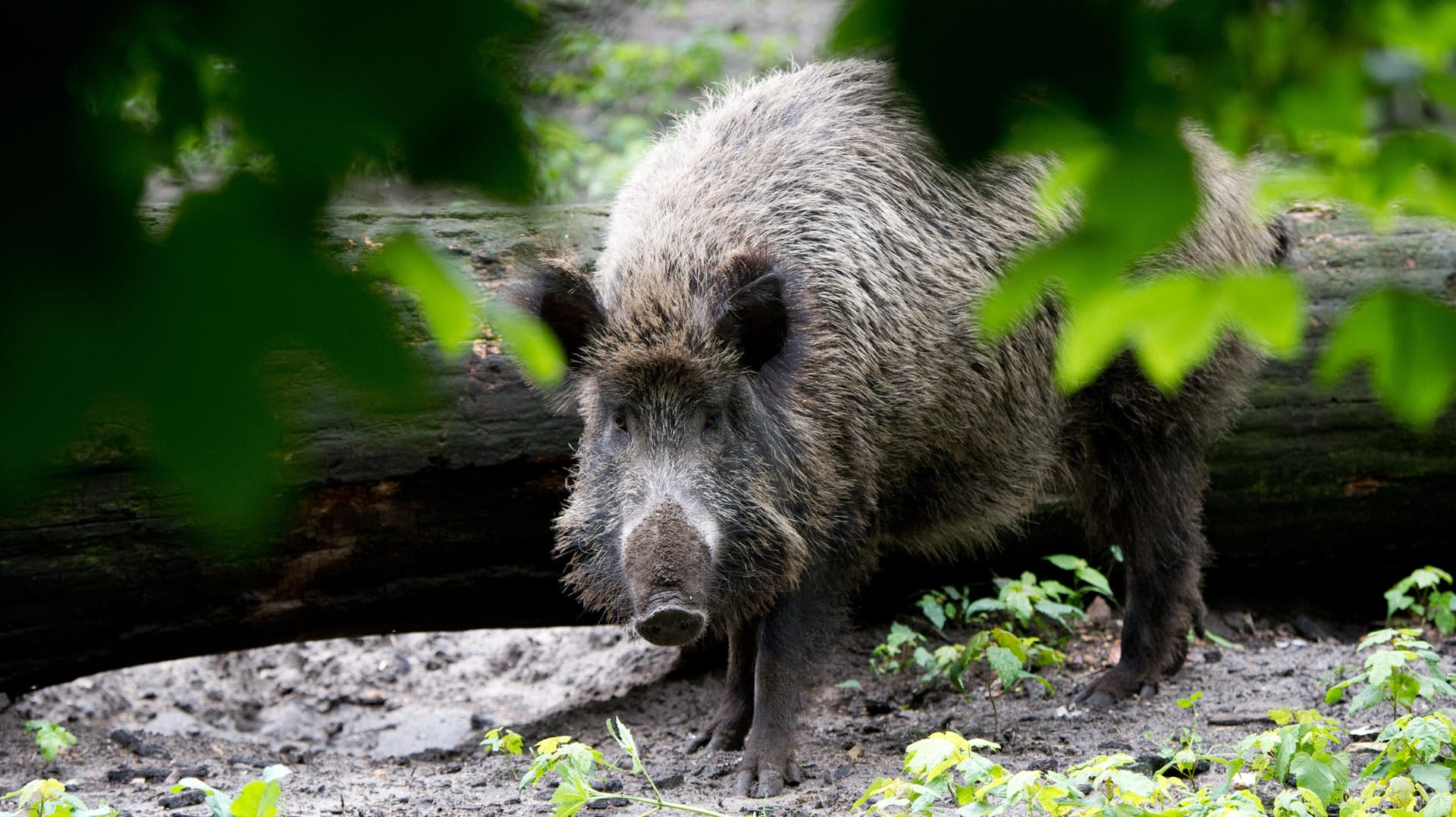 Ein Wildschwein: Wahrscheinlich war das Tier durch ein Drückjagd aufgeschreckt worden. (Symbolbild)