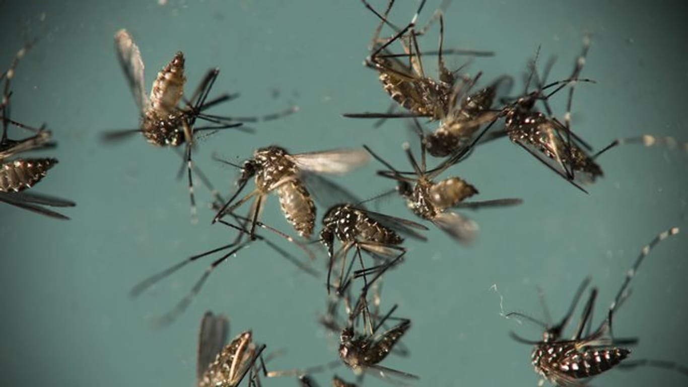GelbfiebermückenGelbfiebermücken in einer Petrischale: Die Mücken können das Zika-Virus übertragen.
