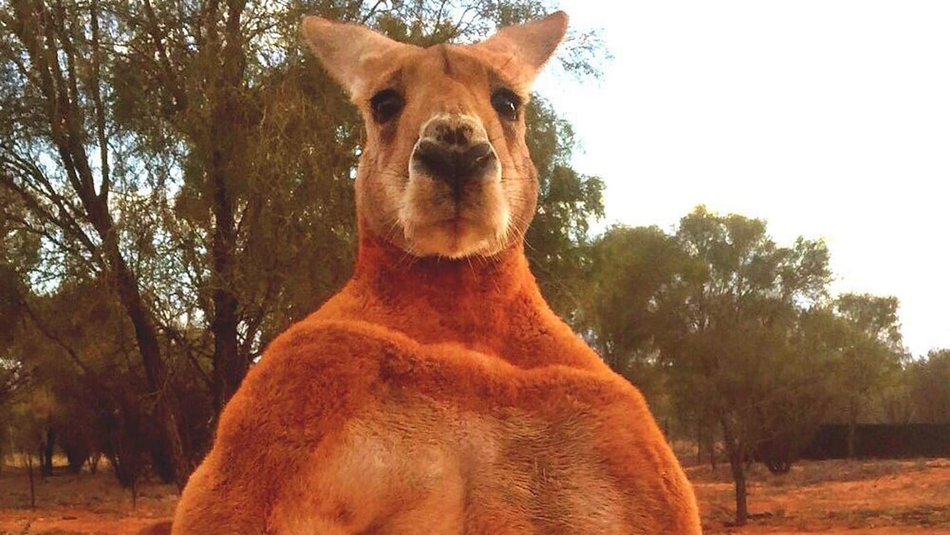 Känguru "Roger": Das mehr als zwei Meter große Tier wurde durch seine Box-Künste und seine enormen Muskeln international bekannt.