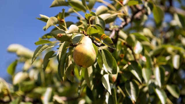 Wegen des Rekordsommers konnten viele Obstbäume nur wenige Blütenknospen für das nächste Jahr bilden.