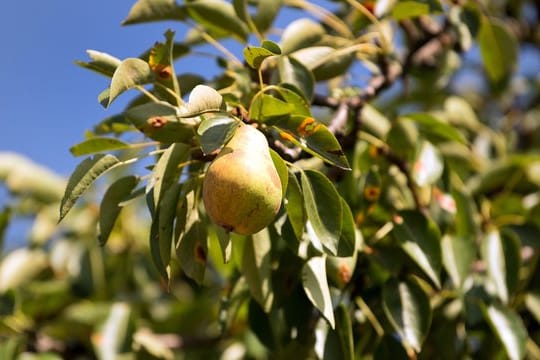 Wegen des Rekordsommers konnten viele Obstbäume nur wenige Blütenknospen für das nächste Jahr bilden.