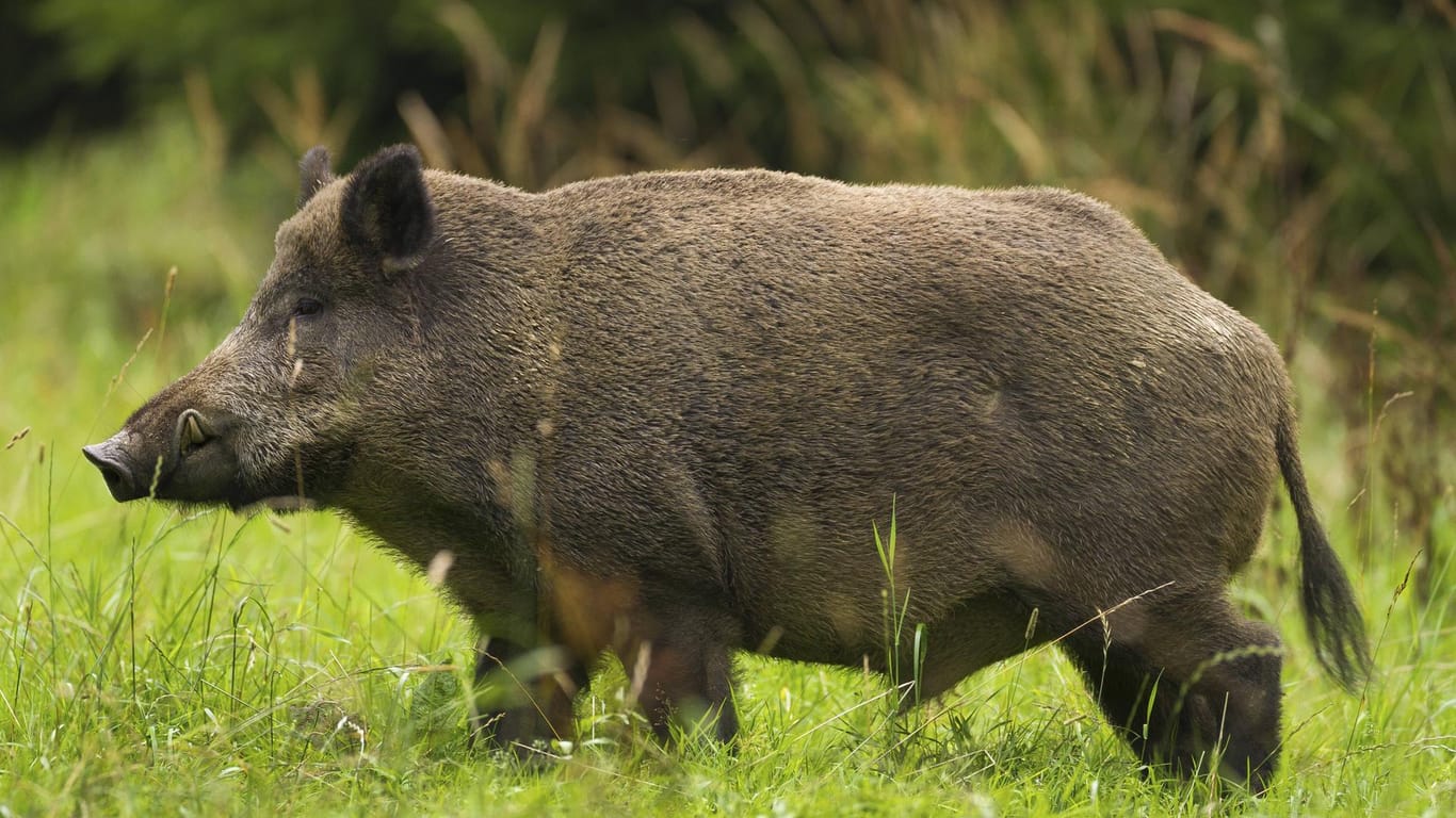 Wildschwein: Im Südwesten sorgten Wildschweine vermehrt für Unruhe.