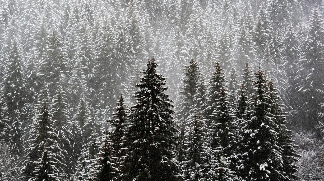 Eine Waldlandschaft ist von Schnee bedeckt: Besonders in höheren Lagen und im Süden soll kräftig Schnee fallen. (Symbolbild)