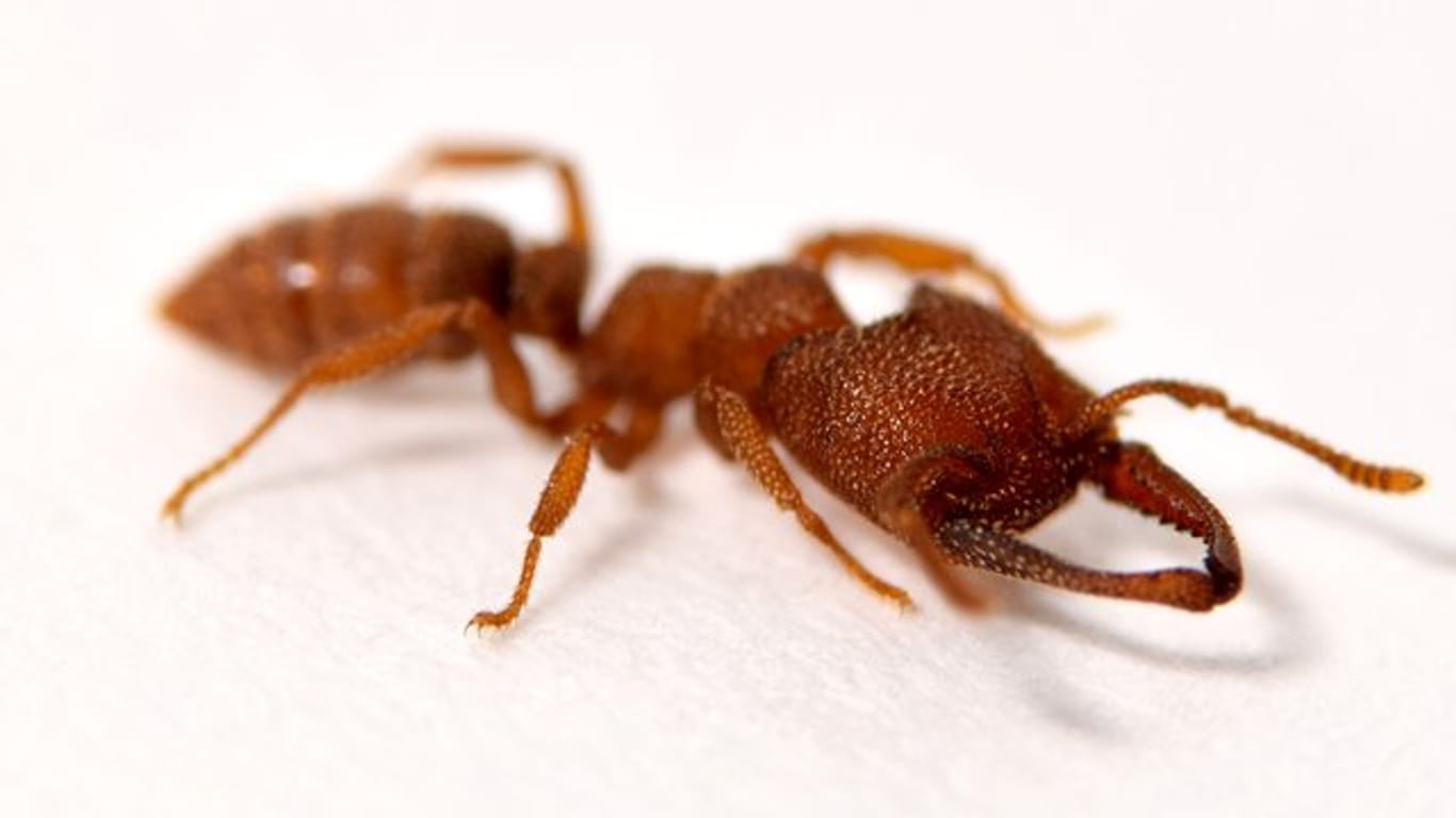 Dracula-Ameisen haben den schnellsten Schnappkiefer der Welt.