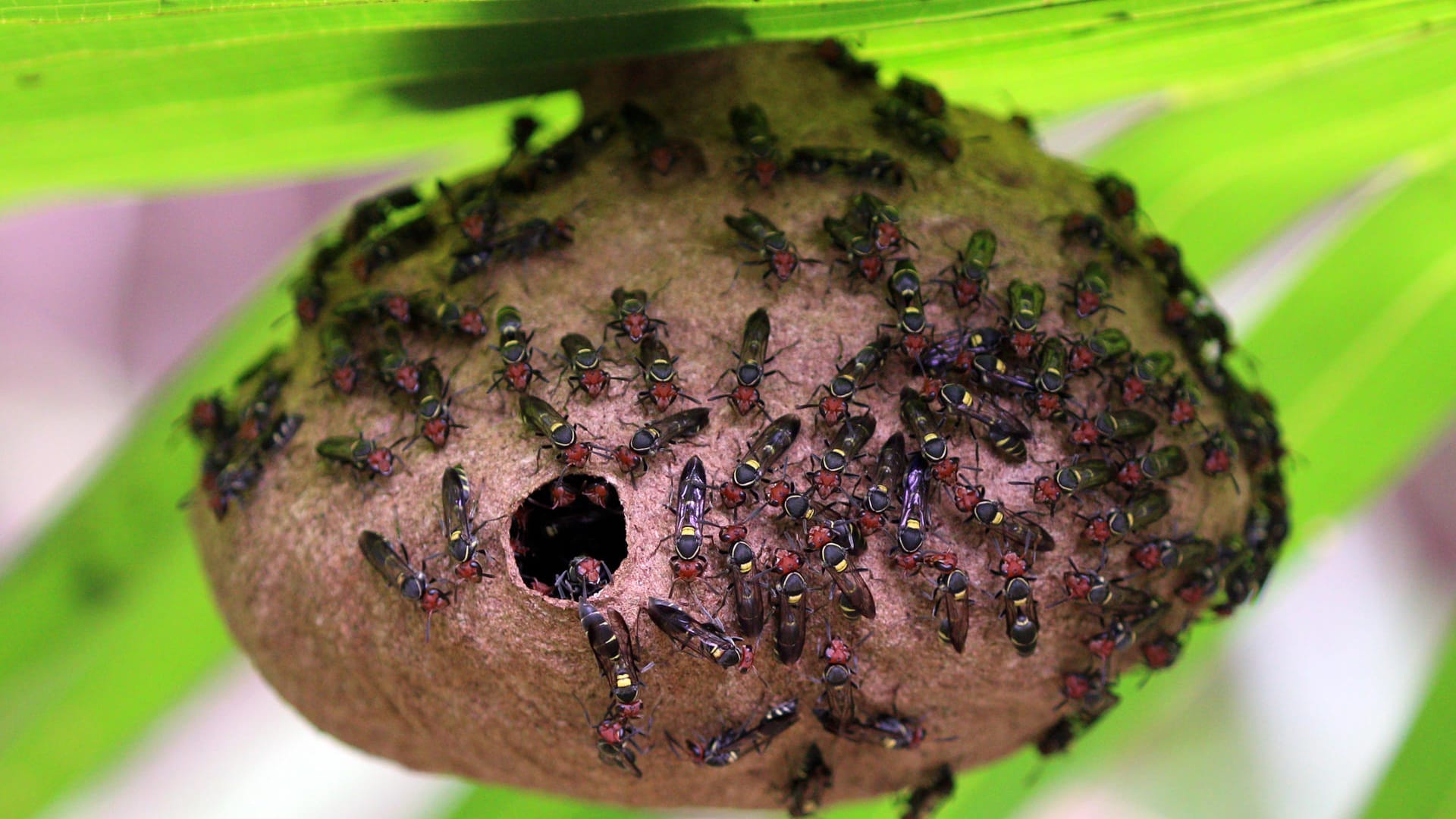 Südamerikanische Wespe Polybia paulista