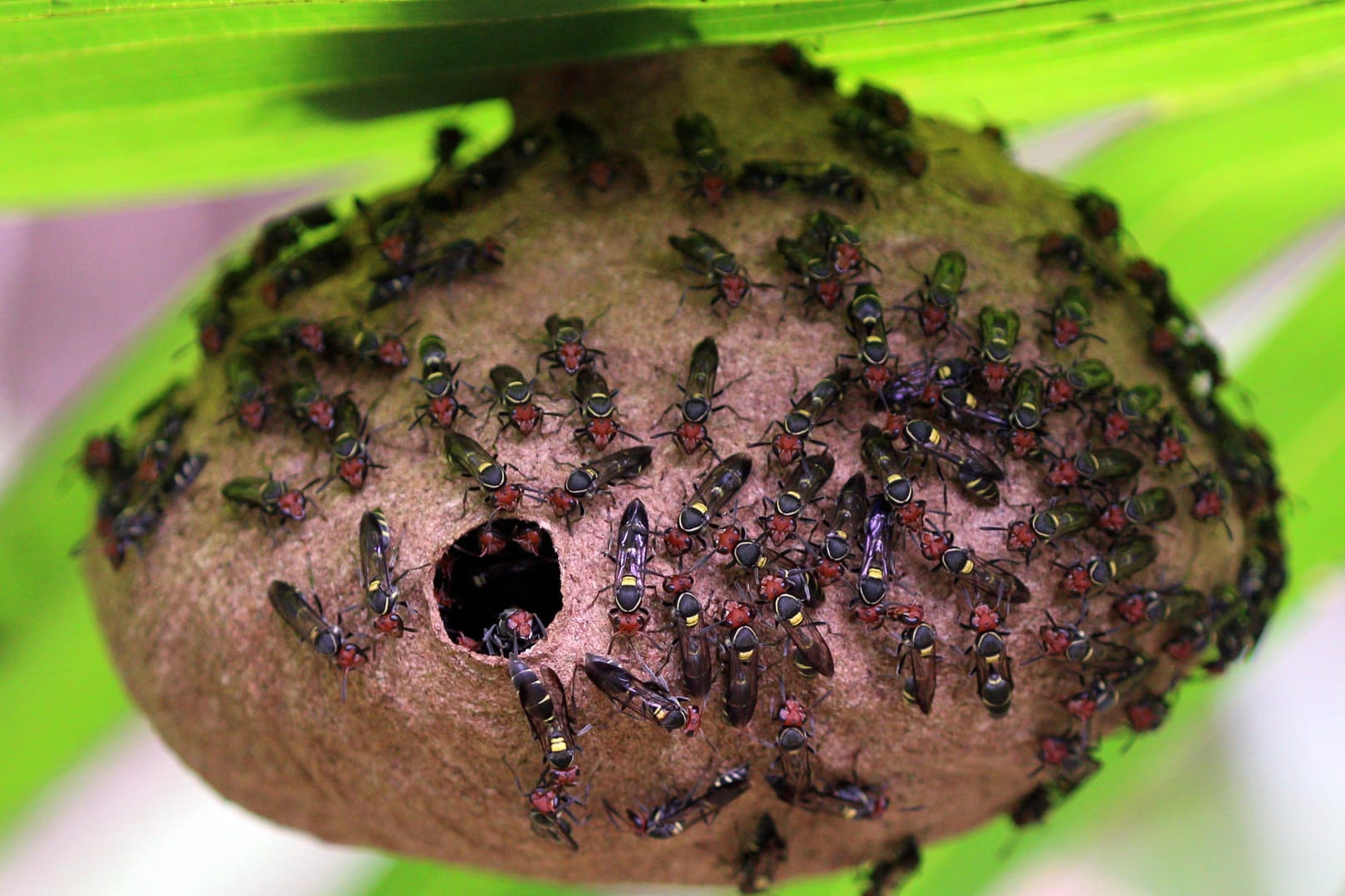 Südamerikanische Wespe Polybia paulista