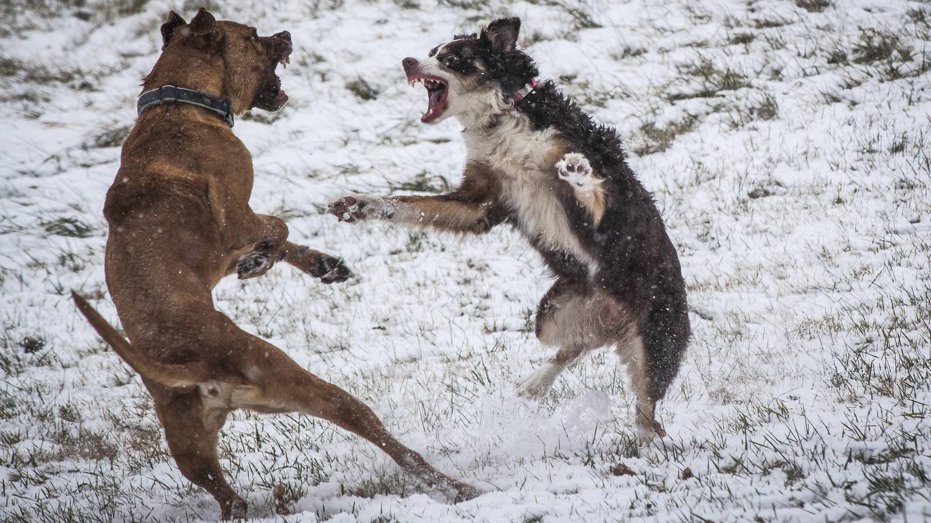 Kämpfende Hunde: In Singen ist eine Frau von zwei Tieren attackiert worden. (Symbolbild)